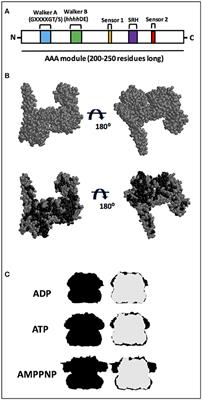 Hsp78 (78 kDa Heat Shock Protein), a Representative AAA Family Member Found in the Mitochondrial Matrix of Saccharomyces cerevisiae